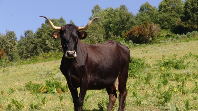 Vaca Caldelá
